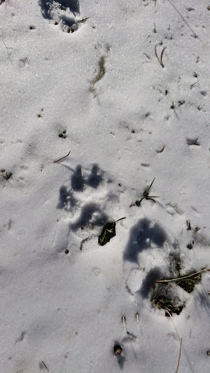 Wolf paw print in the snow